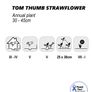 (S) Tom Thumb strawflowers seeds 0.5g (184793) Image 2