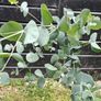 Eucalyptus Gunnii Image 3