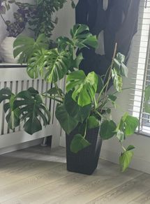 Monster plant