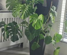 Monster plant