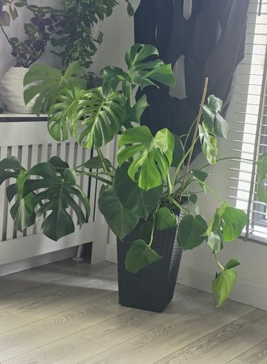 Monster plant
