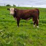 Polled Hereford Bulls Image 6