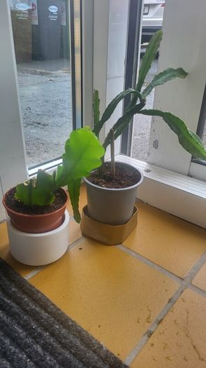 Epiphyllum Cacti. Beautiful rare cactus.
