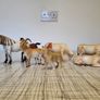 schleich animals horse cow goat wolf Image 4