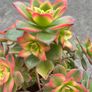 plant Image 2