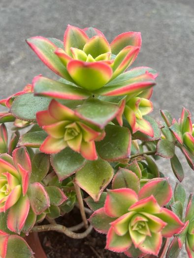 plant