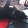 Kitten Image 4