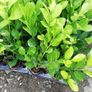 Laurel Hedging Image 4