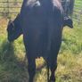 Aa Heifer With Bull Calf At Foot Image 2