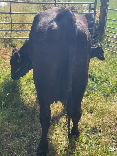 Aa Heifer With Bull Calf At Foot