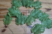 plant leaf