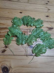 plant leaf