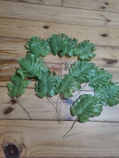 plant leaf