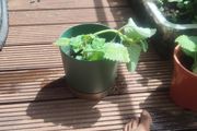 Sage Plant
