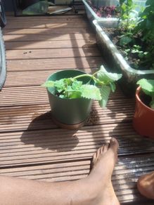 Sage Plant