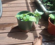 Sage Plant