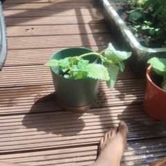 Sage Plant