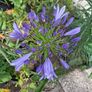 Blue Agapanthus 2ft tall in 3 Liter pot Image 3