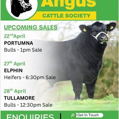 Irish Angus Cattle Society upcoming sales