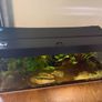 Juwel fish tank aquarium 240L fully equipped Image 2