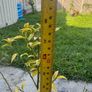 plant Image 2