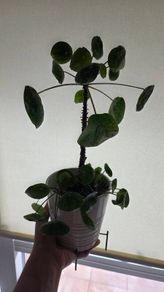 pilea