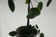 pilea