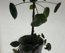 pilea