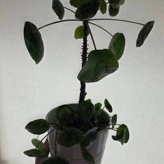pilea