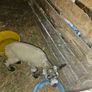 Pet lamb Image 2