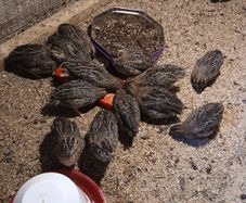 Quail for sale