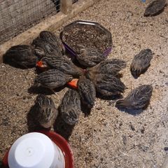 Quail for sale