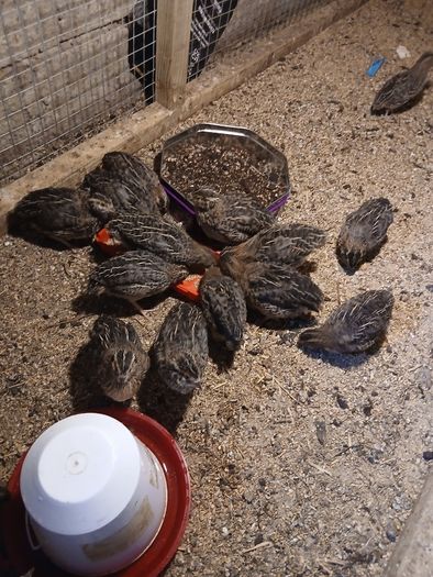 Quail for sale