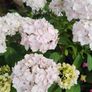 Garden Plants - mixed Image 4
