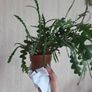 Epiphhyllum anguliger plant zigzag cactus Image 3