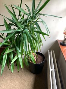Yucca
