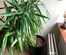 Yucca