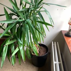 Yucca