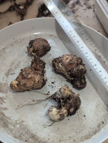 For swapping: Calla lily bulbs