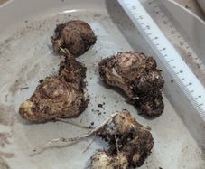 For swapping: Calla lily bulbs