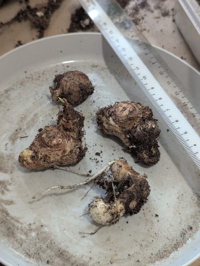 For swapping: Calla lily bulbs