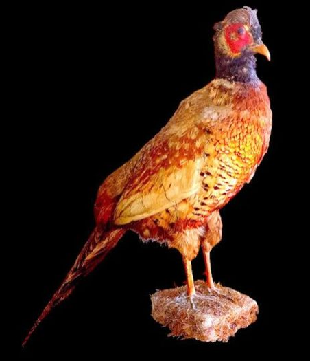 Vintage Taxidermy Pheasant Mount