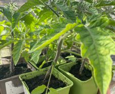 Tomato Seedling