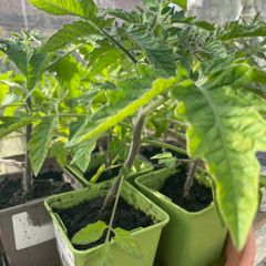 Tomato Seedling