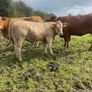 LOT NUMBERS AI Heifer and Bulls for Gort Mart Image 6