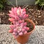 plant Image 3
