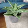 Houseplant- Zebra Haworthia Image 10