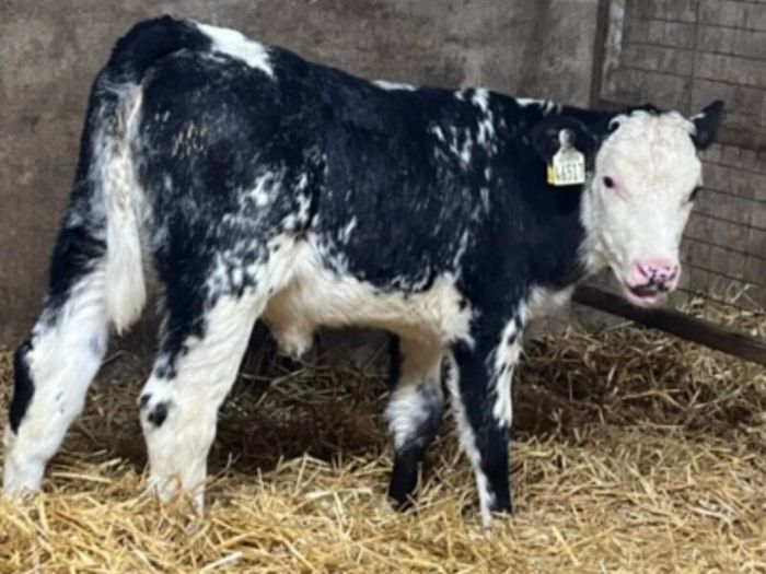 Belgian Blue Heifer Calves