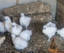Guinea fowl/hens/ducks/goats/llama & pigs