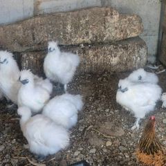 Guinea fowl/hens/ducks/goats/llama & pigs